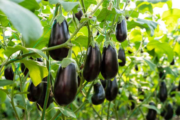 Beneficial Element Fertilizers background