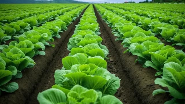 High Purity Liquid Fertilizers background