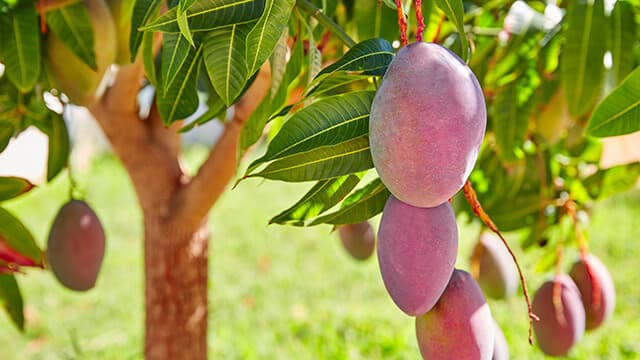 Integrated Micronutrients background