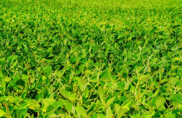 Straight Sulphur Fertilizers background