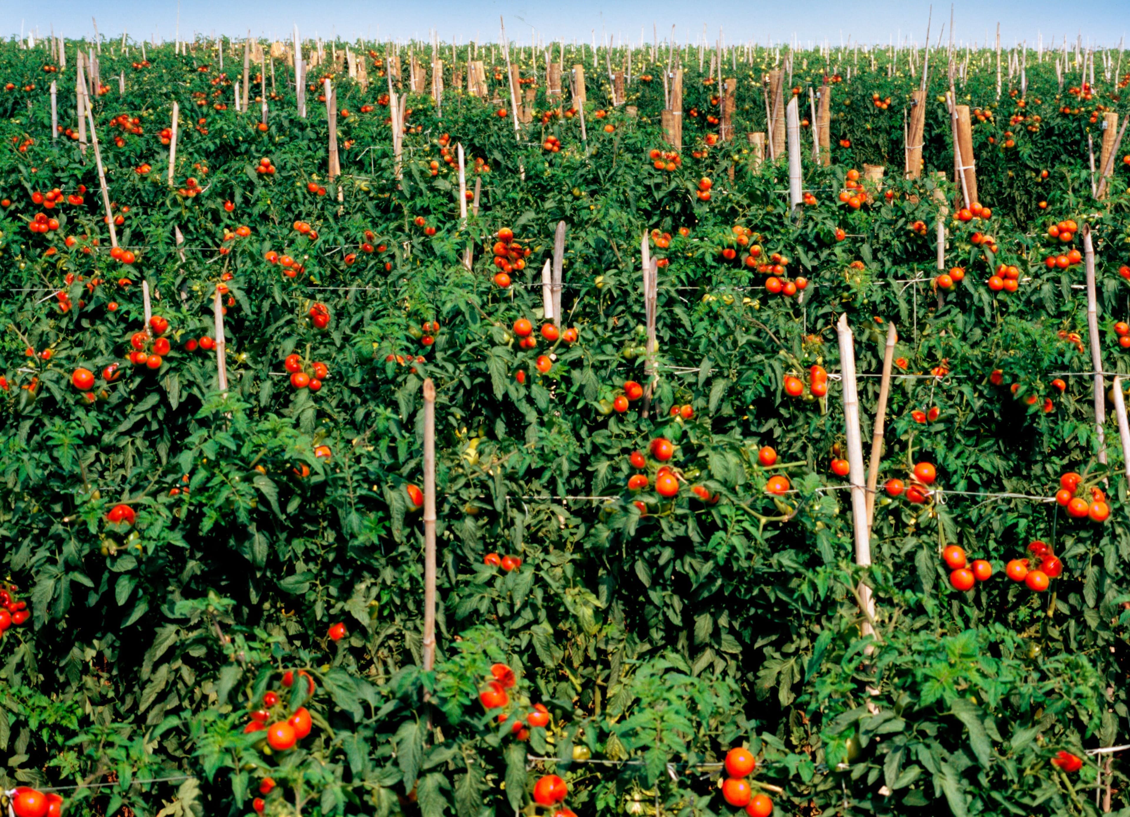 Straight Potassic Fertilizers background